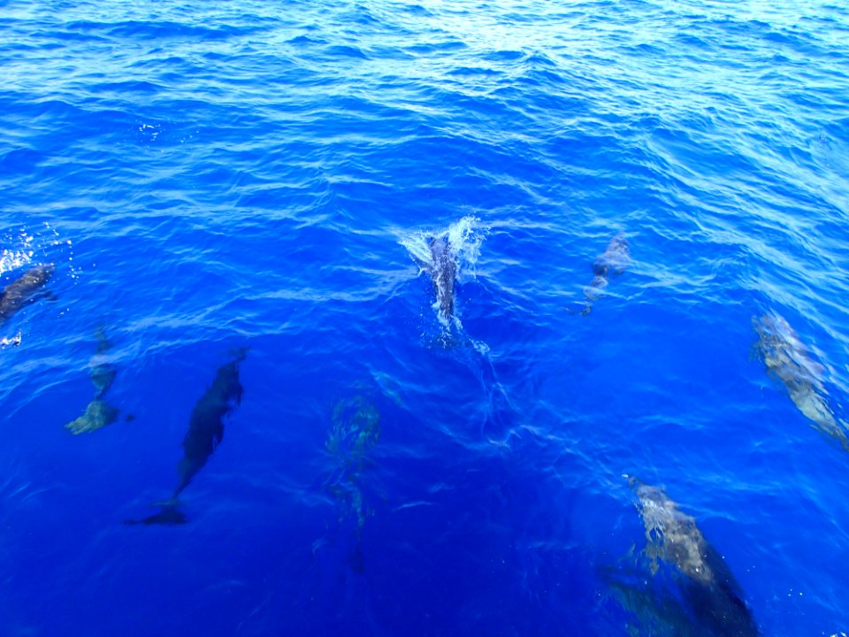 Water Dolphin Marine Mammal Sea