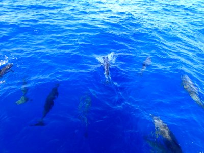 Water Dolphin Marine Mammal Sea photo
