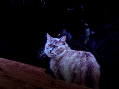 Cat Whiskers Mammal Small To Medium Sized Cats