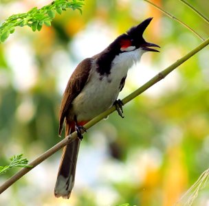 Bird Bulbul Fauna Beak