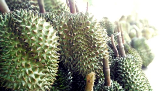 Durian Plant Fruit photo