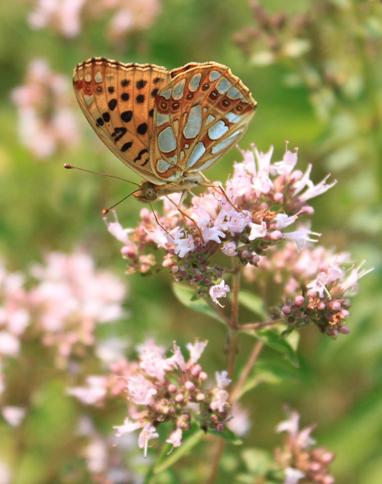 Issoria lathonia nymphalidae