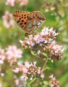 Issoria lathonia nymphalidae