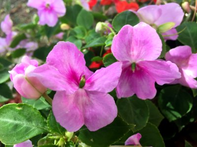 Flower Plant Pink Flora photo