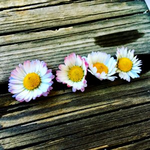 Flower Daisy Flora Daisy Family