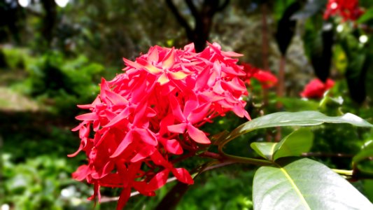 Plant Flower Flora Flowering Plant