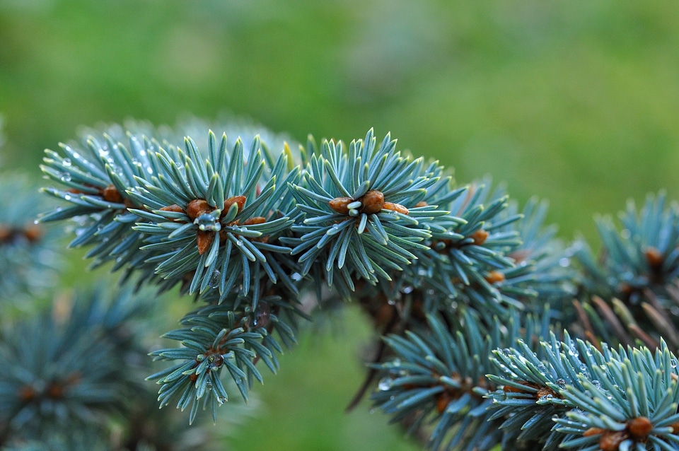 Branch needles blue spruce