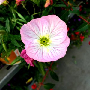 Flower Plant Pink Flora