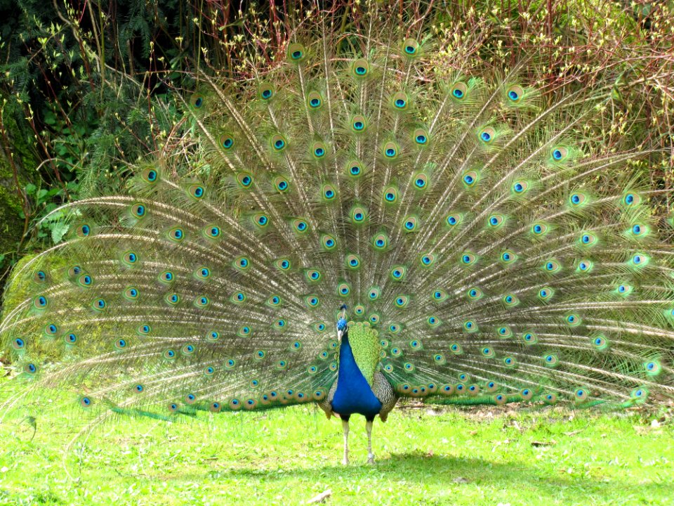 Peafowl Ecosystem Galliformes Nature Reserve