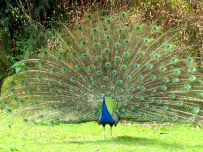 Peafowl Ecosystem Galliformes Nature Reserve
