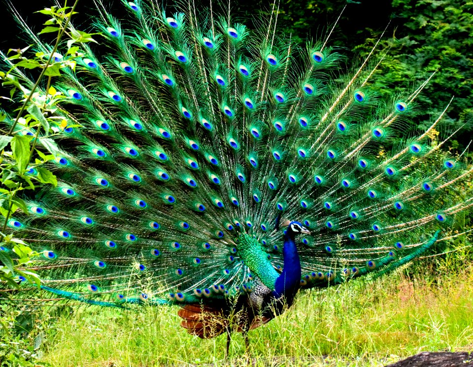 Peafowl Ecosystem Galliformes Nature Reserve