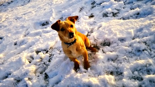Snow Dog Dog Breed Winter