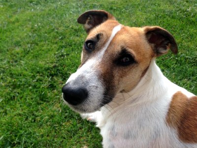 Dog Breed Dog Dog Breed Group Jack Russell Terrier