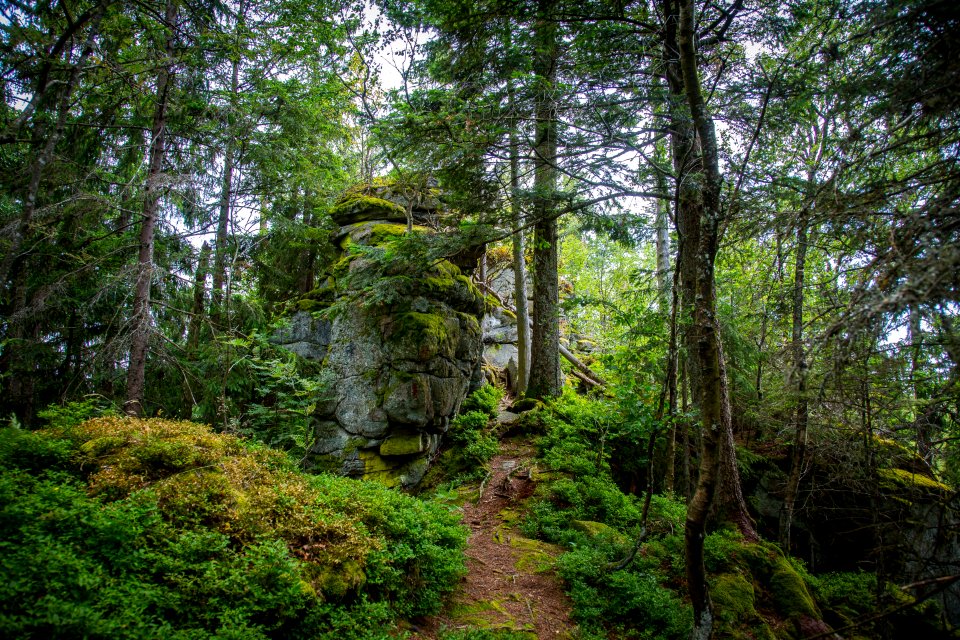 Forest Vegetation Ecosystem Old Growth Forest