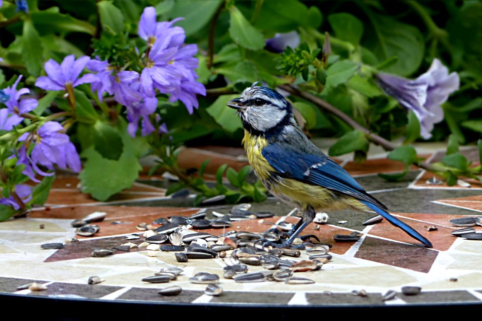 Bird Fauna Flora Plant