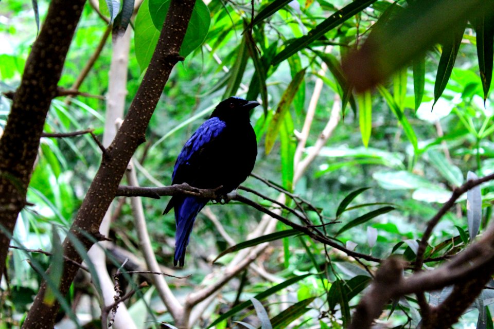 Bird Fauna Ecosystem Beak