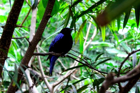 Bird Fauna Ecosystem Beak