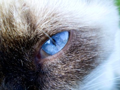 Whiskers Cat Eye Nose photo