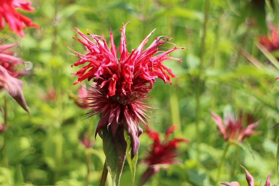 Scarlet mint blossom bloom