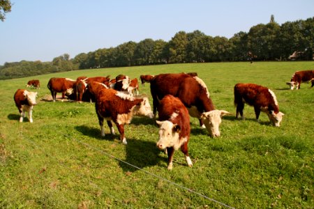 Grassland Cattle Like Mammal Pasture Grazing