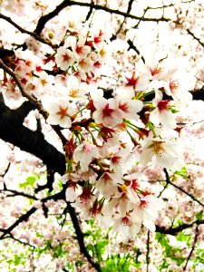 Flower Blossom Pink Spring photo