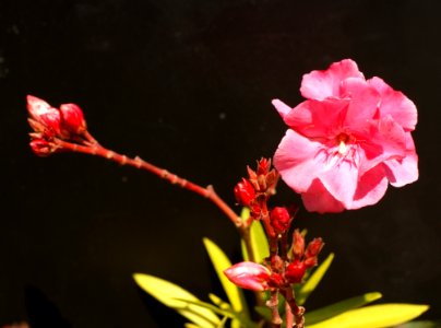 Flower Flowering Plant Plant Flora