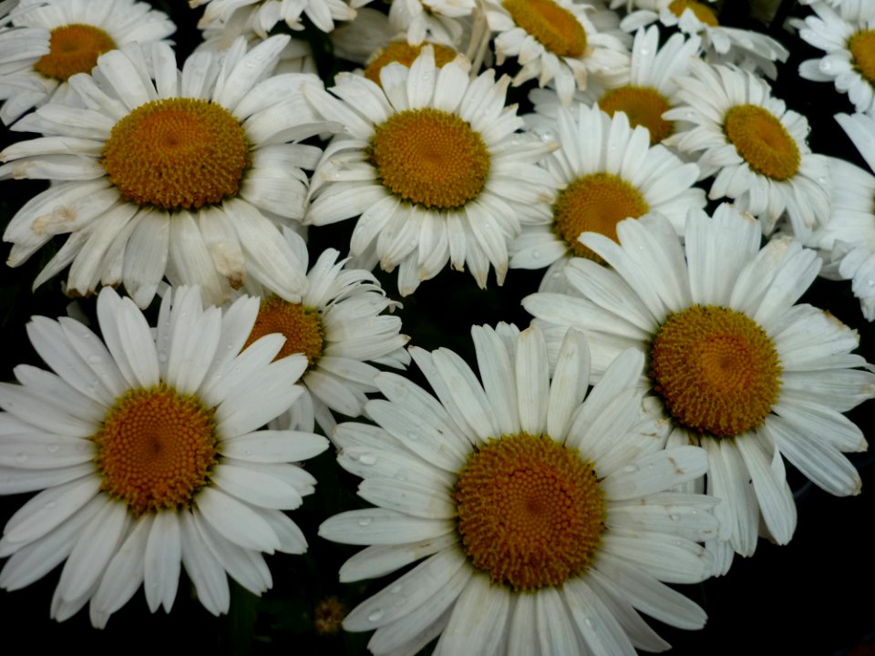 Flower Oxeye Daisy Daisy Daisy Family