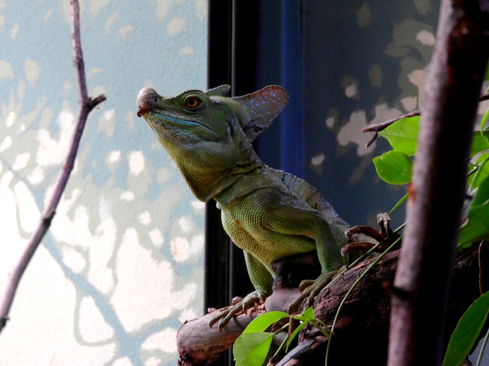Reptile Fauna Iguania Scaled Reptile