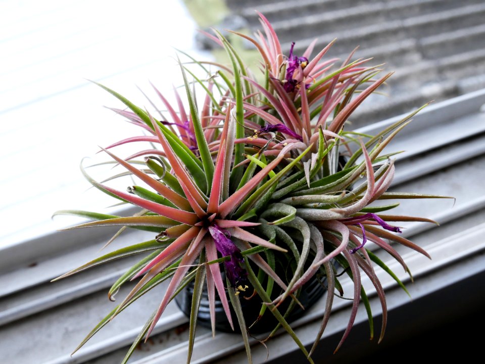 Plant Flower Flora Flowering Plant
