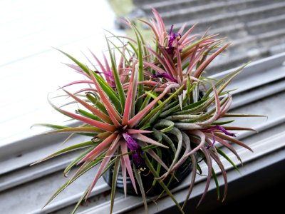 Plant Flower Flora Flowering Plant