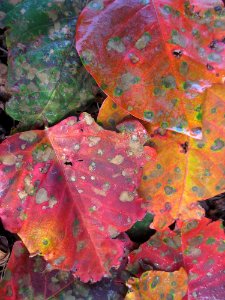 Leaf Autumn Painting Plant