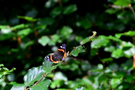 Insect Fauna Wildlife Organism