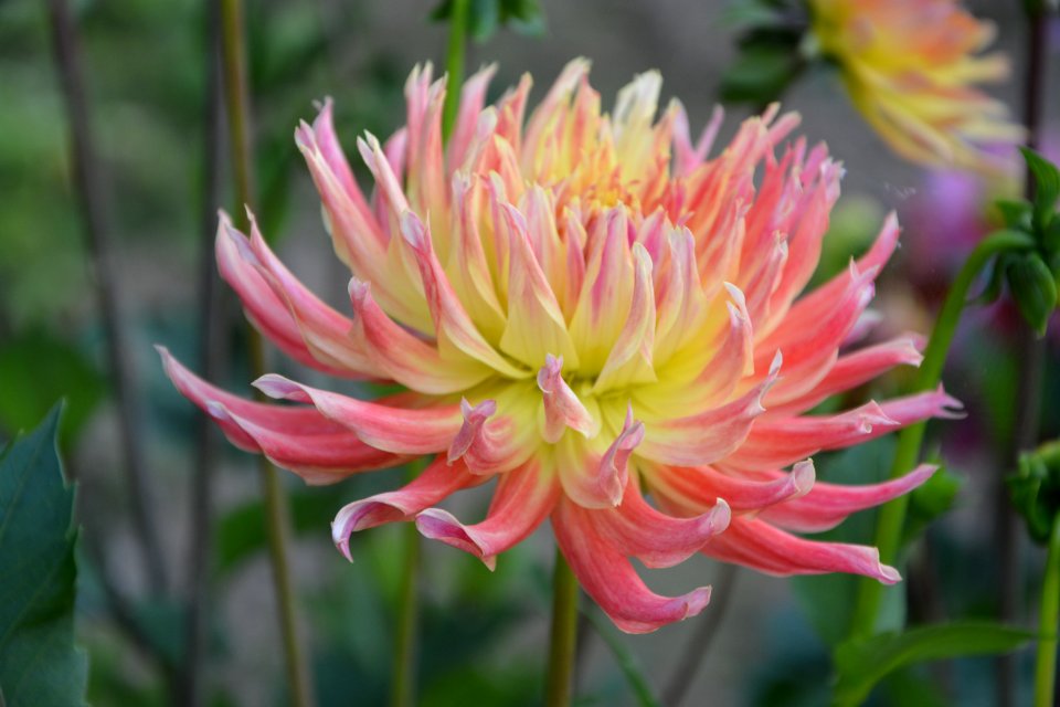 Flower Plant Flowering Plant Flora