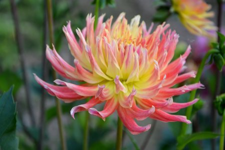 Flower Plant Flowering Plant Flora