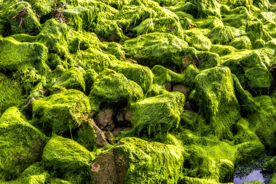 Vegetation Green Plant Moss
