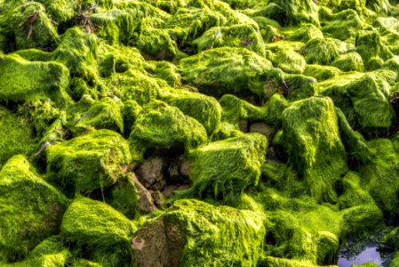 Vegetation Green Plant Moss