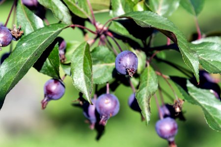 Plant Berry Huckleberry Flora