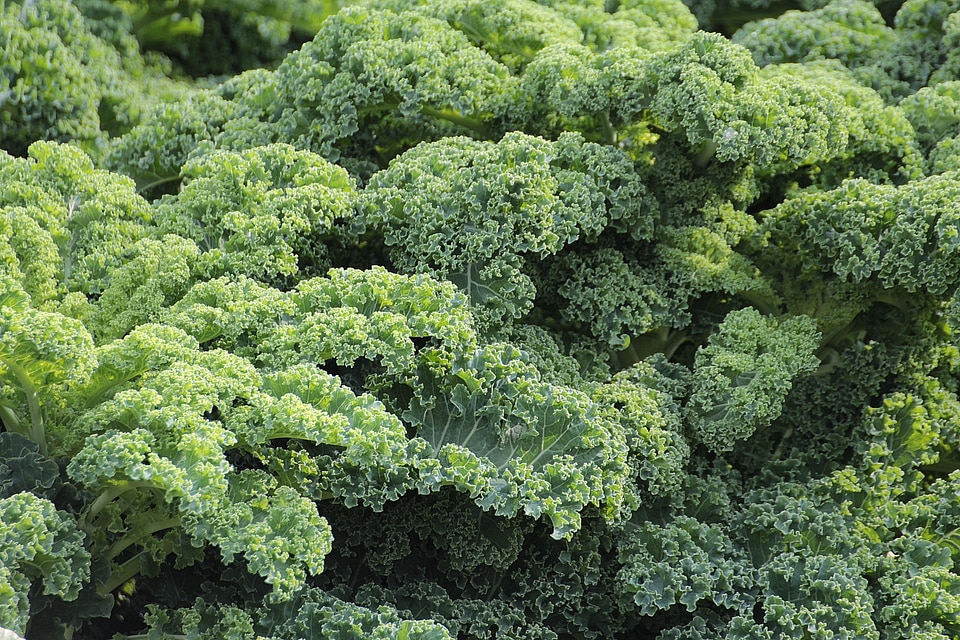 Sabellica l cruciferous plant brassicaceae
