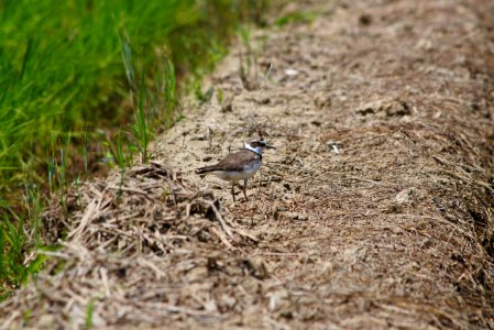 Bird Fauna Ecosystem Beak