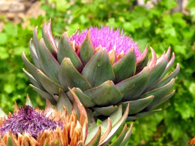 Plant Cynara Artichoke Thistle Thistle