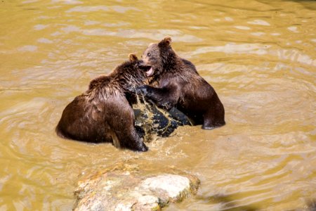 Brown Bear Grizzly Bear Fauna Bear