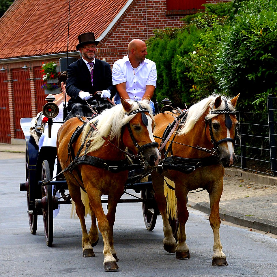 Horse Harness Carriage Horse Horse And Buggy
