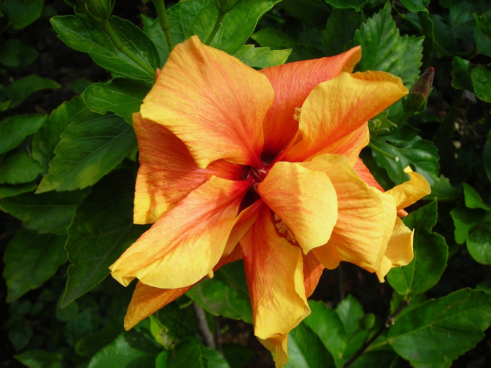 Orange noble strong