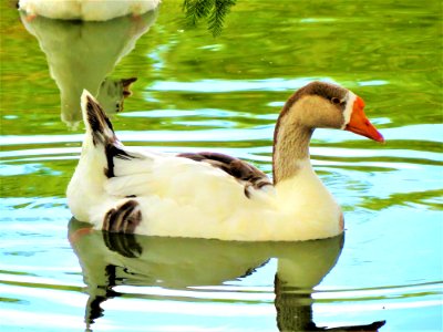 Bird Duck Fauna Water Bird photo