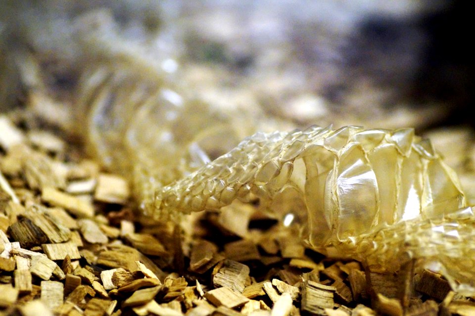 Fauna Close Up Organism Macro Photography