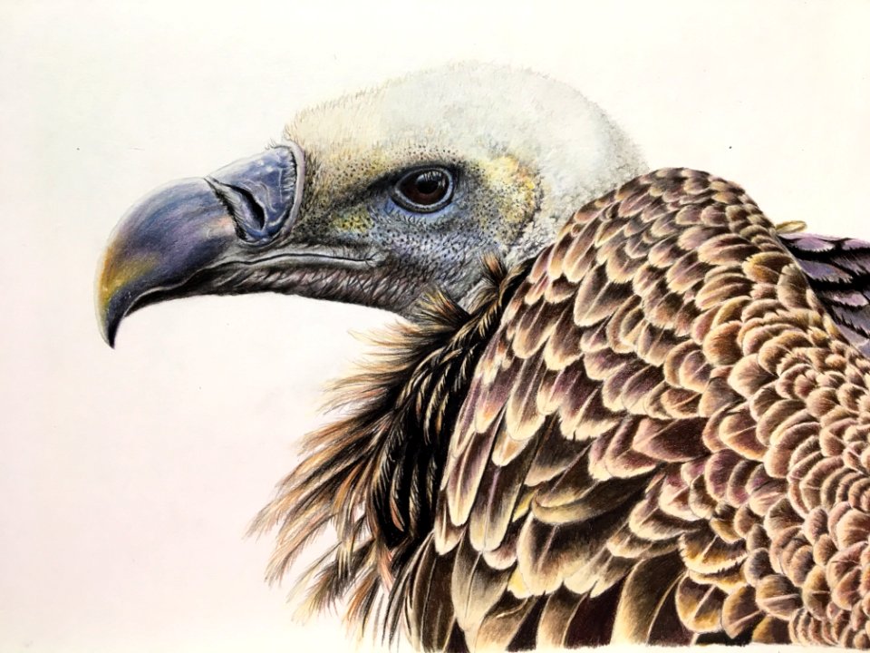 Beak Bird Of Prey Fauna Bird