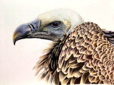 Beak Bird Of Prey Fauna Bird