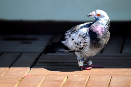 Pigeons And Doves Beak Bird Fauna photo