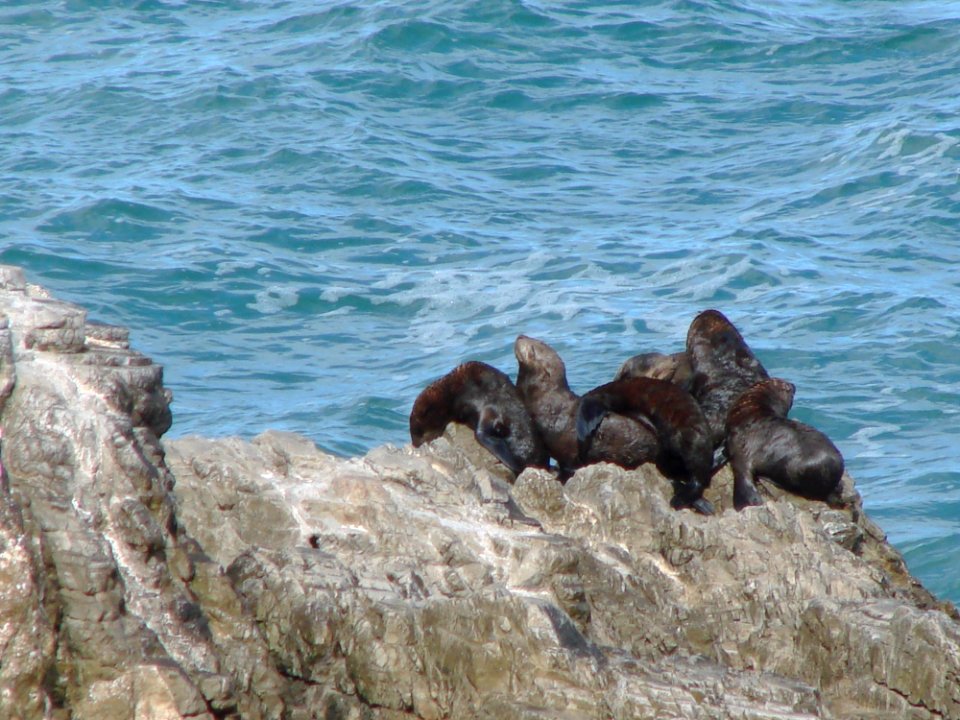 Fauna Sea Coast Rock