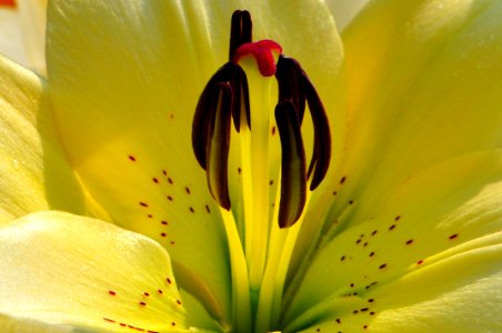 Flower Yellow Lily Flora photo